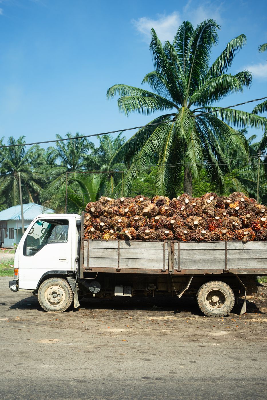 Lorry loaded with oil palm fresh fruit bunches under palm trees