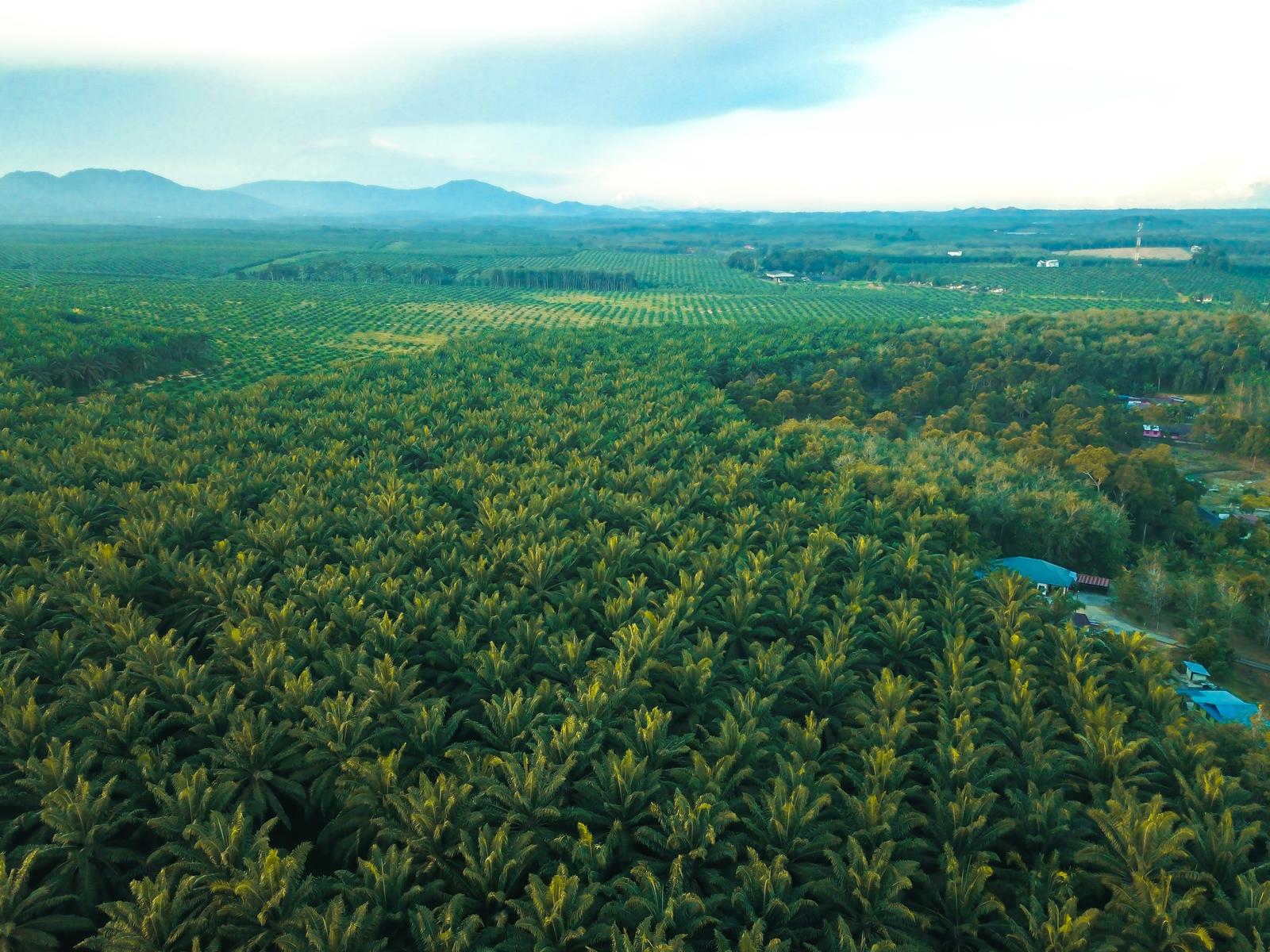 Aerial view of an oil palm plantation stretching toward forested hills